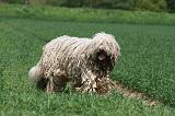 KOMONDOR 013